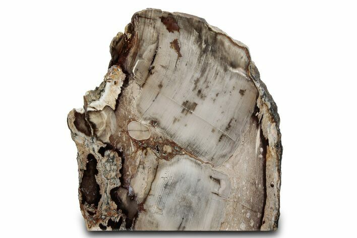 Free-Standing,Polished Petrified Wood - McDermitt, Oregon #382178